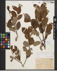 Foto von Salix phylicifolia L.